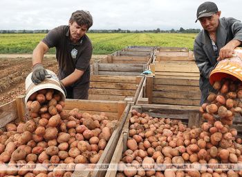 Отличная утренняя новость этой субботы: урожай картофеля в Брестской области уже превысил 100 тысяч тонн!