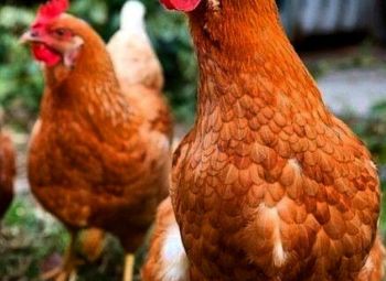 Продаем кур-несушек!